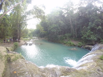 Scenic view of river amidst trees in forest