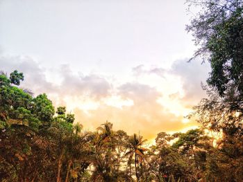 Low angle view of trees against sky during sunset