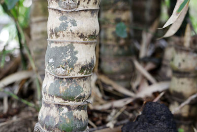 Close-up of bamboo on tree trunk in forest