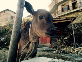 Portrait of horse outdoors