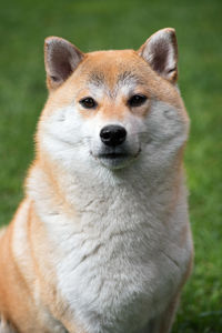 Portrait of shiba inu dog