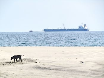 View of dogs on beach against clear sky