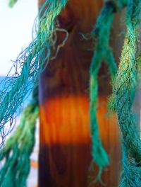 Close-up of cropped plant against blurred background