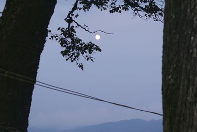 Low angle view of silhouette trees against clear sky