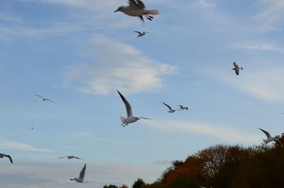 Low angle view of seagulls flying