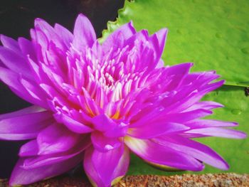 Close-up of pink flowers