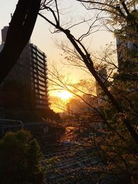 Bare trees against sky during sunset
