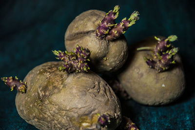 Close-up of fruits on table