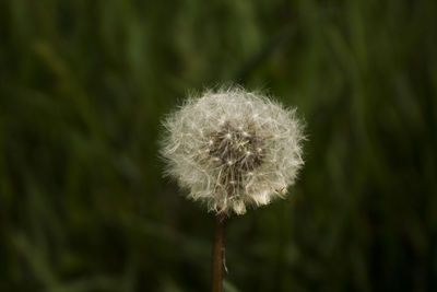 Close-up of dandelion