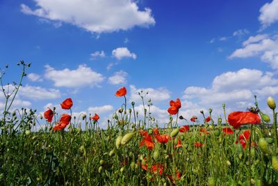Red poppy flowers growing on field against sky