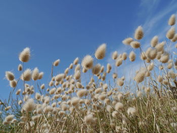 Low angle view of plants against sky