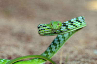 Close-up of green insect on leaf