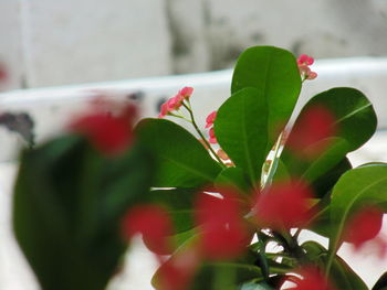 Close-up of red hibiscus