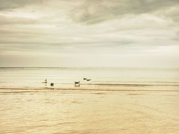 View of birds flying over sea against sky