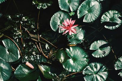 Close-up of plants floating on water