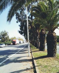 View of trees along road