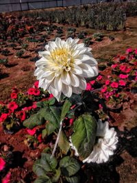 High angle view of white flowering plant