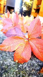 Close-up of maple leaf during autumn