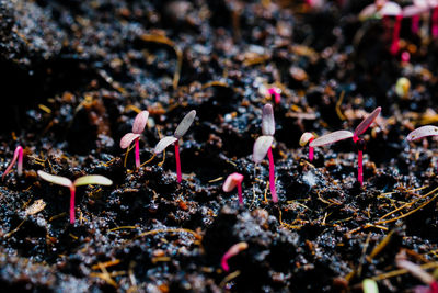 High angle view of seed iin pot , growing plant 