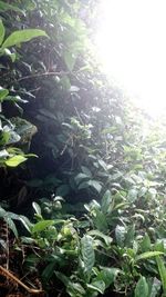 Close-up of plants growing on land