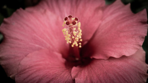 Close-up of pink hibiscus flower