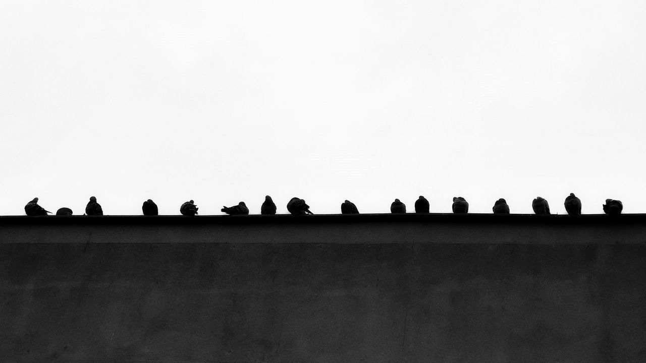 LOW ANGLE VIEW OF BIRDS PERCHING ON A SILHOUETTE OF BUILDING