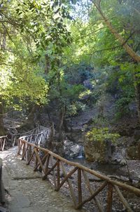 Narrow walkway along trees