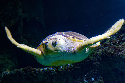 Close-up of fish swimming in sea