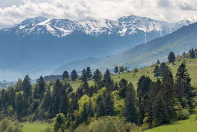 Scenic view of pine trees on snowcapped mountains against sky