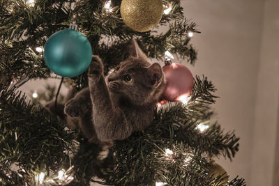Close-up of christmas tree
