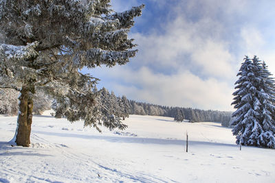 Trees on snow covered field against sky