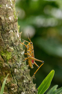 Orange. yellow and red eastern lubber grasshopper romalea microptera also called romalea guttata 