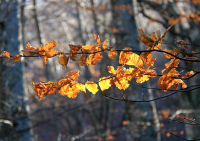 Close-up of maple leaves during autumn