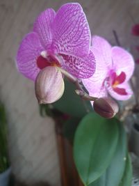 Close-up of pink orchid flower