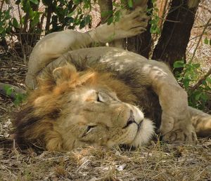 Lion in zoo