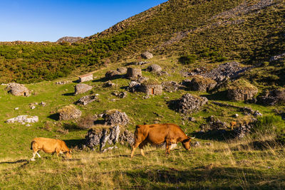 Horses in a field