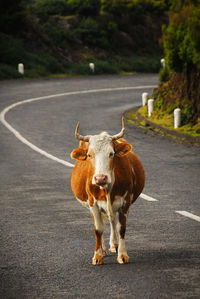 Scotish cow standing on a scotish road