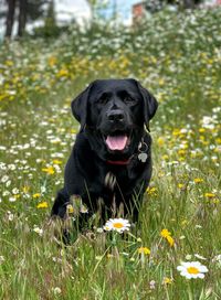 Portrait of black dog