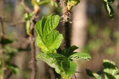 Close-up of green spring leaves