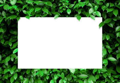 Directly above shot of white paper on plant