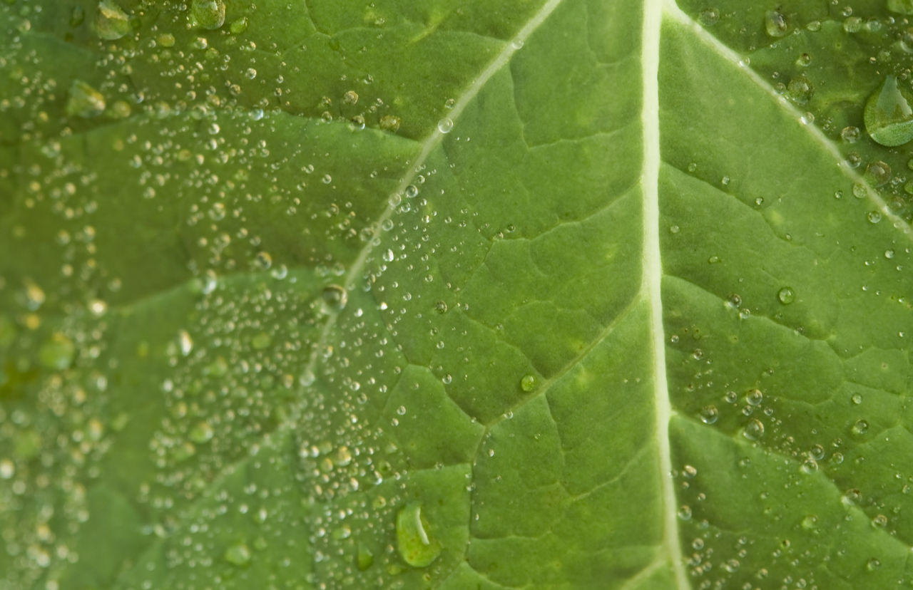 CLOSE-UP OF WET LEAVES