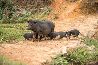 Pig with piglets on field