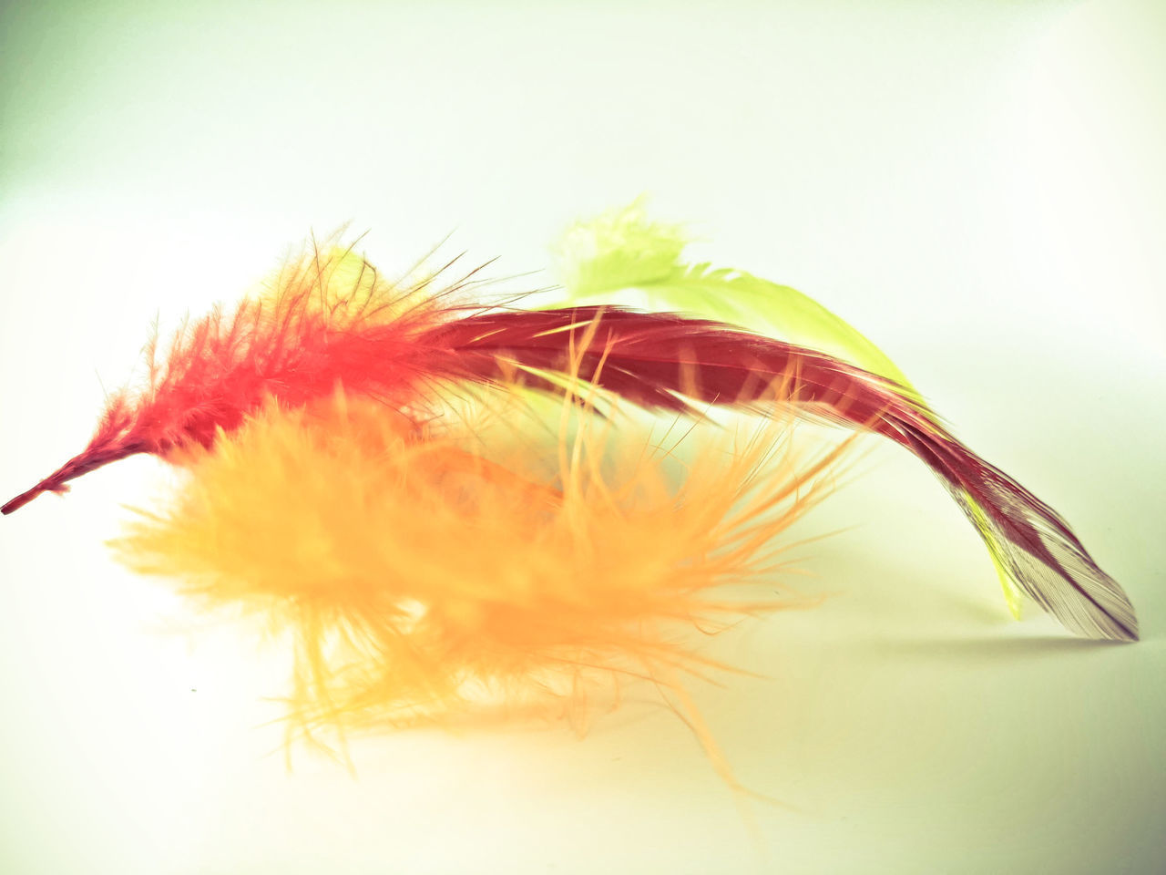 CLOSE-UP OF FEATHER ON WHITE BACKGROUND