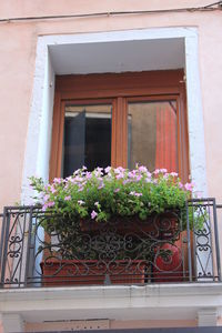 Potted plants on balcony