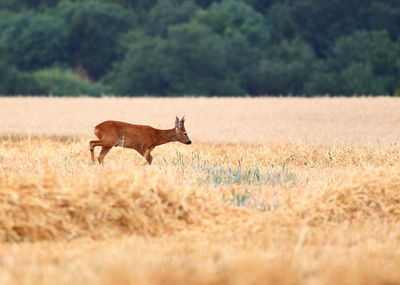 Side view of deer on field