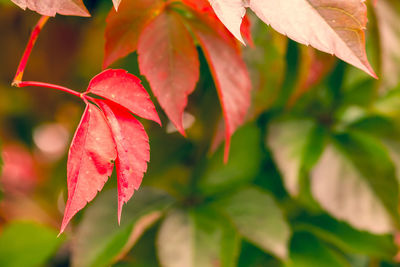 Close-up of leaves