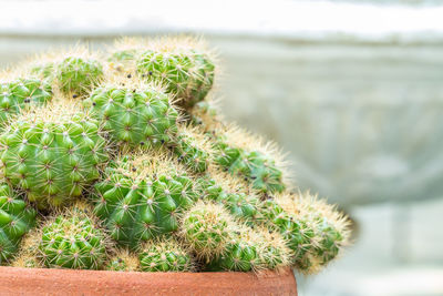 Close-up of cactus plant