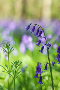 Close-up of lavender on purple flowering plant