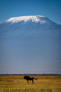 Side view of mammal standing on land against mountain