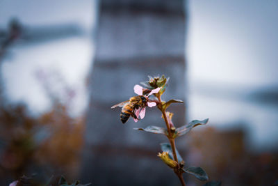 Close-up of wilted plant against blurred background